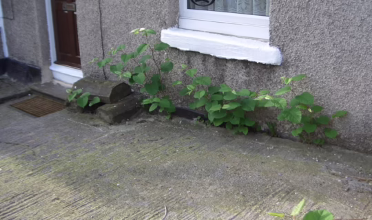 How Can Japanese Knotweed Scupper a Mortgage?