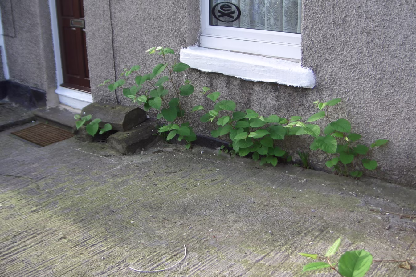 How Can Japanese Knotweed Scupper a Mortgage?